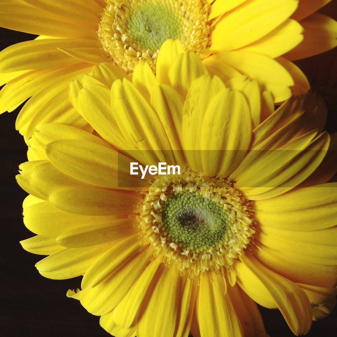 Gerbera daisies blooming in garden