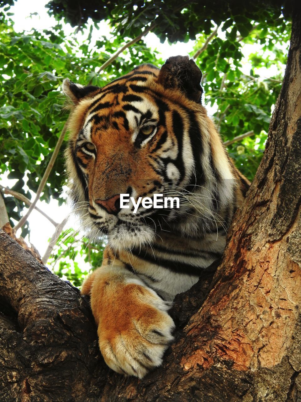 animal, animal themes, tree, feline, mammal, tiger, one animal, animal wildlife, big cat, cat, wildlife, carnivora, plant, zoo, jungle, nature, no people, relaxation, tree trunk, trunk, day, forest, felidae, branch, outdoors, resting, looking away, looking, pet, animal body part, whiskers, animal markings, carnivore, domestic animals