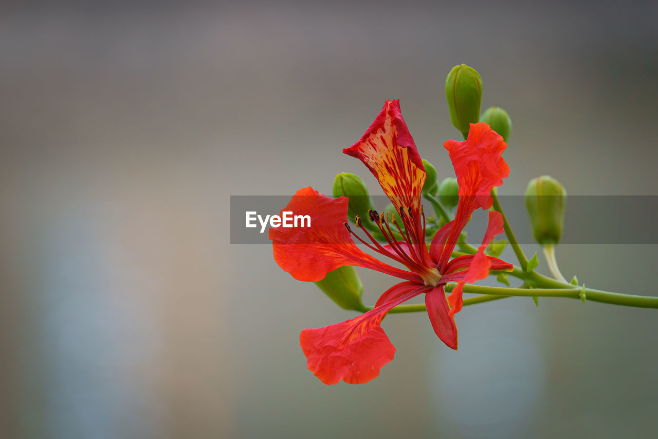 CLOSE-UP OF RED ROSE FLOWER