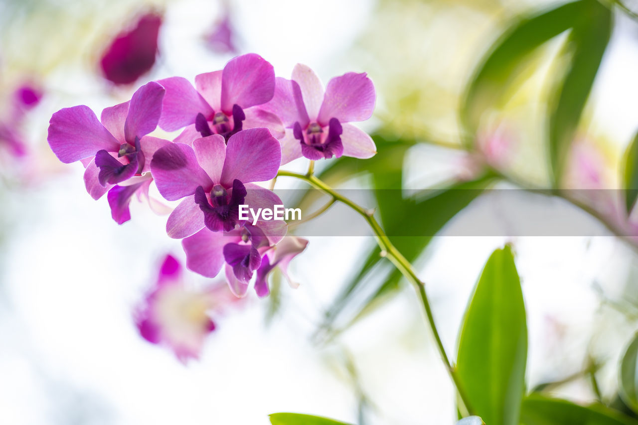 CLOSE-UP OF PURPLE FLOWERING PLANTS