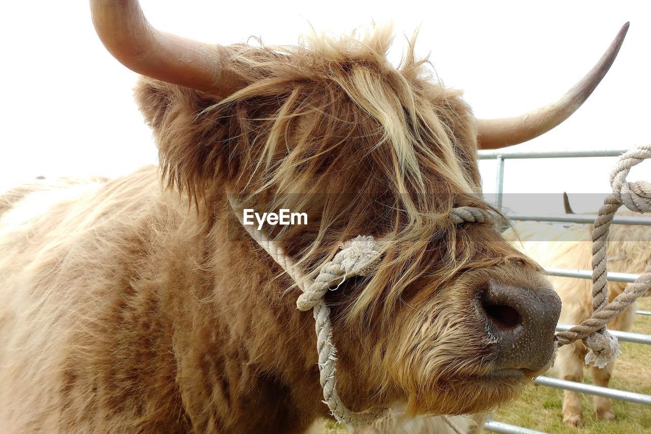 Close-up of highland cattle against sky