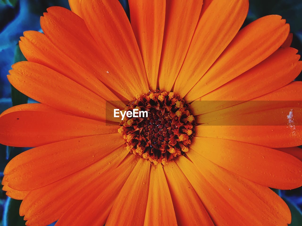 Close-up of orange flower