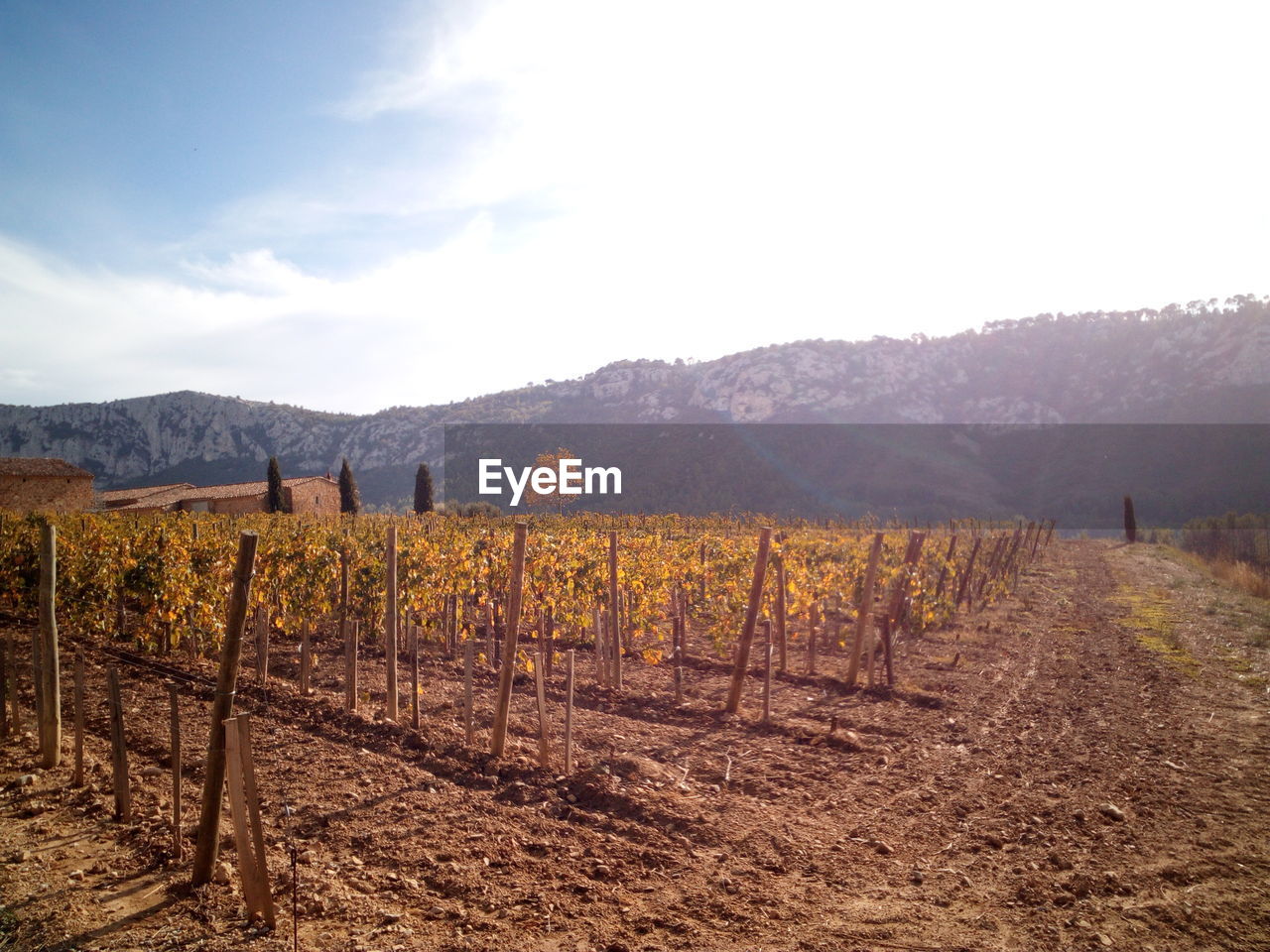 AGRICULTURAL FIELD AGAINST SKY