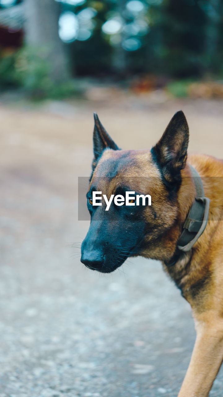 Belgian malinois looking to the forest