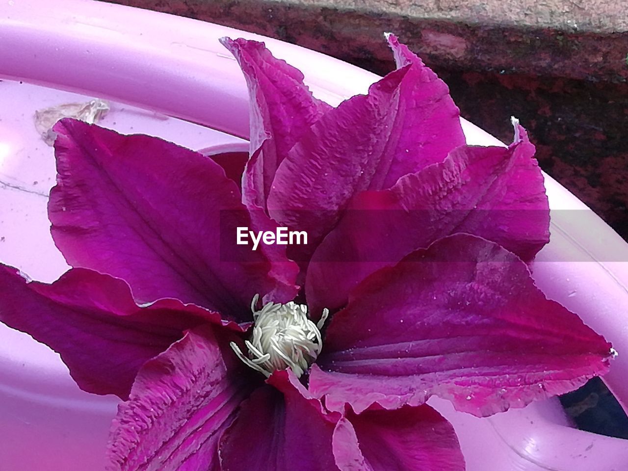 flower, pink, flowering plant, plant, purple, beauty in nature, freshness, petal, close-up, fragility, nature, flower head, inflorescence, no people, magenta, growth, pollen, outdoors