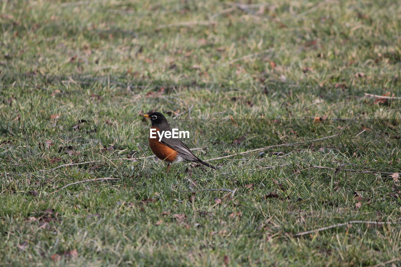 Close-up of bird perching on grassy field