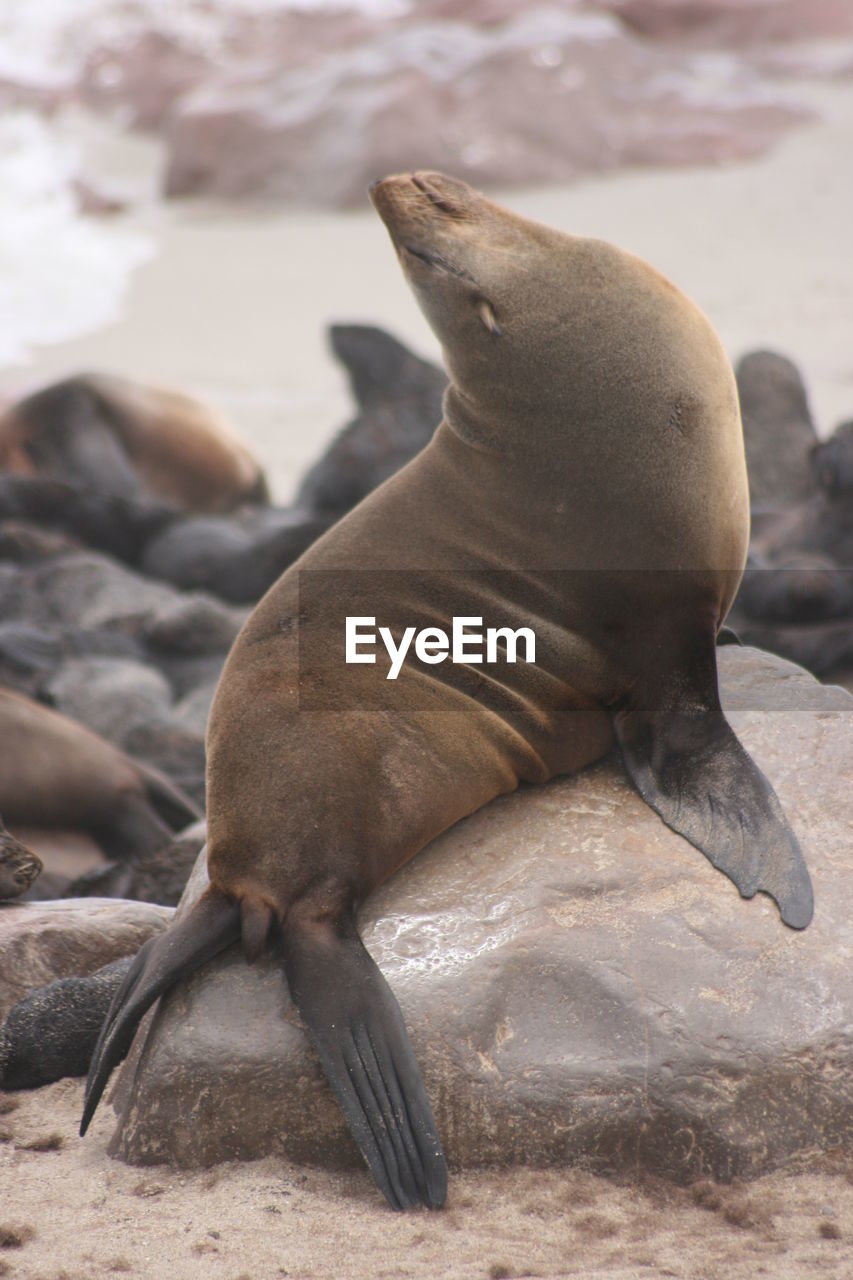 Closeup portrait of cape fur seal at cape cross seal colony along the skeleton coast of namibia.