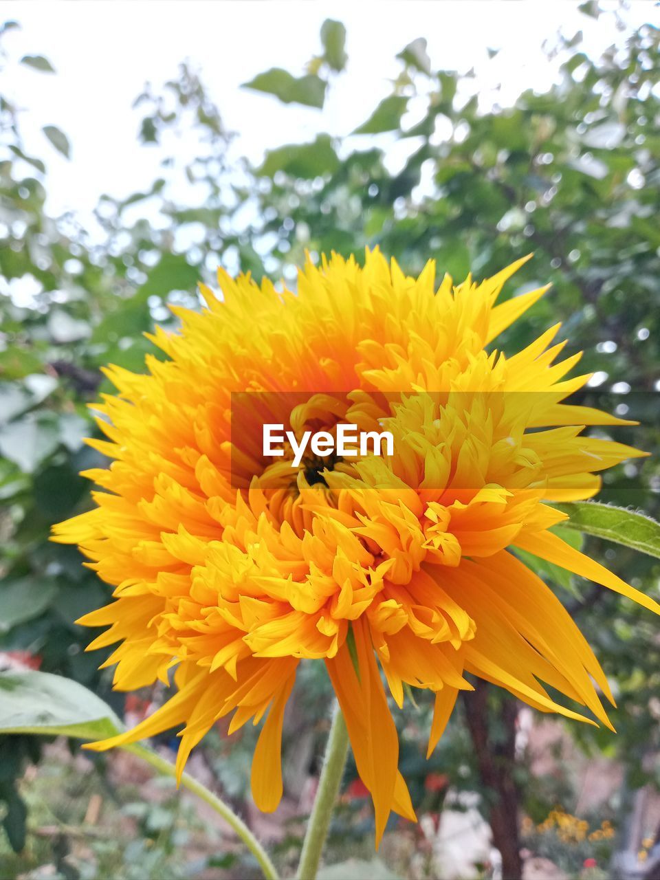 CLOSE-UP OF HONEY BEE ON YELLOW FLOWER