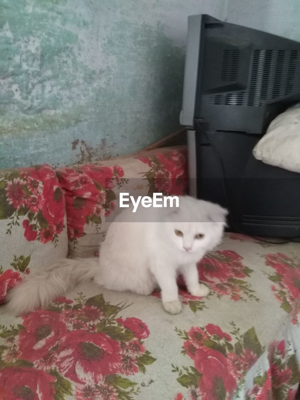 CAT SLEEPING IN A HOME