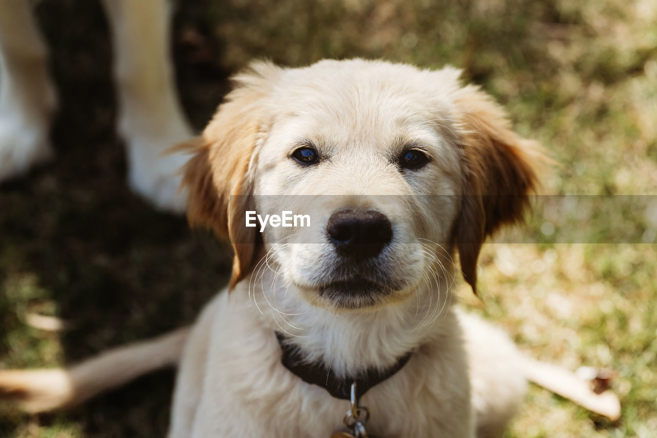 Golden retriever labrador puppy headshot