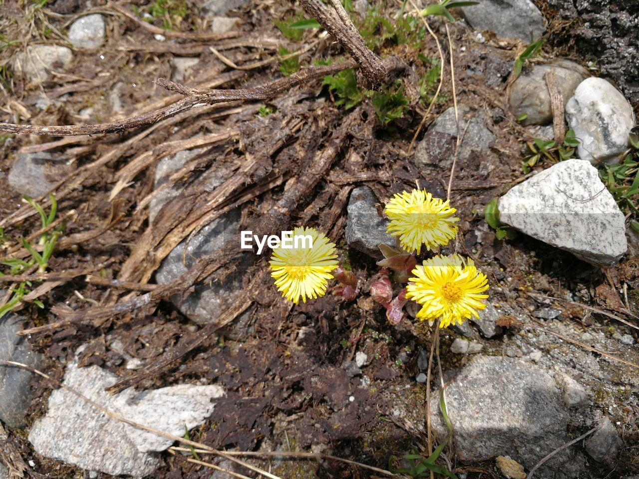 CLOSE-UP OF YELLOW FLOWER