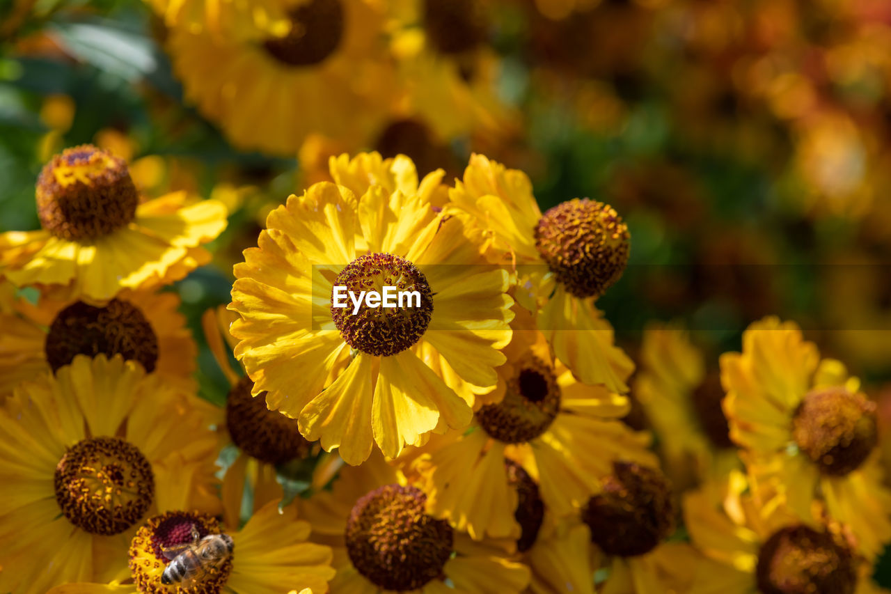 Close up of common sneezeweed flowers in bloom
