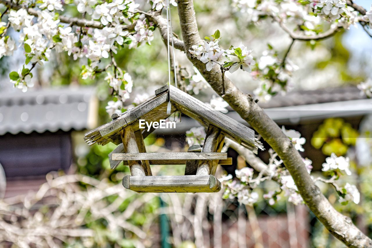 Low angle view of flowering plant hanging on tree against building