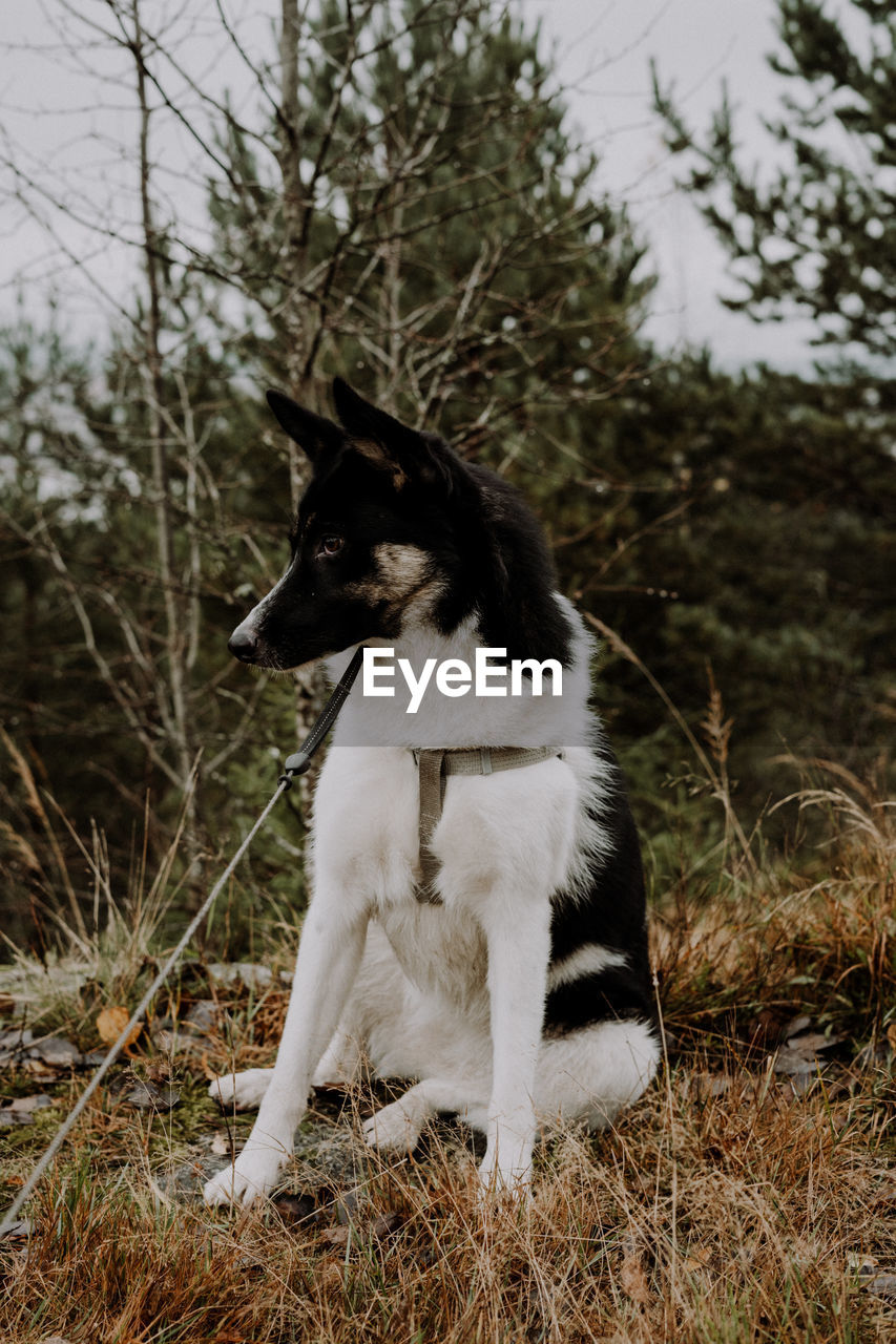 DOG LOOKING AWAY IN FIELD
