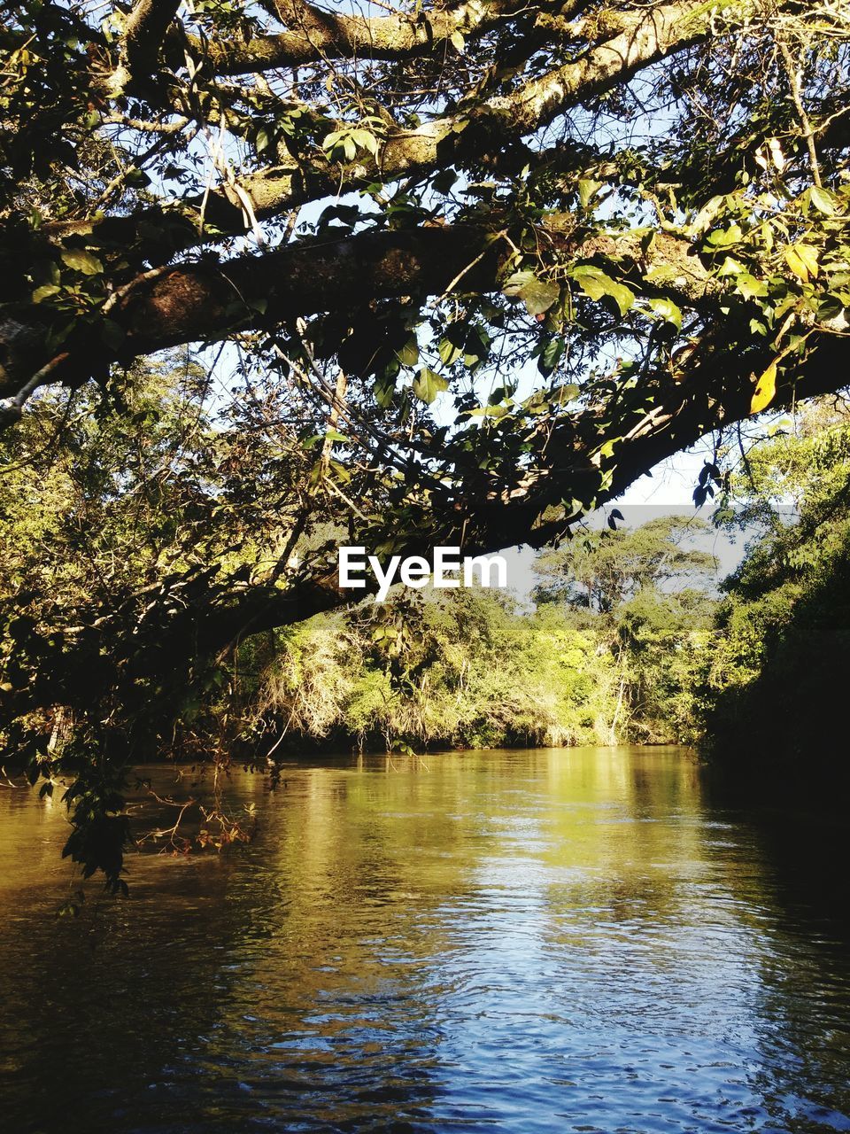 TREES BY LAKE IN FOREST AGAINST SKY