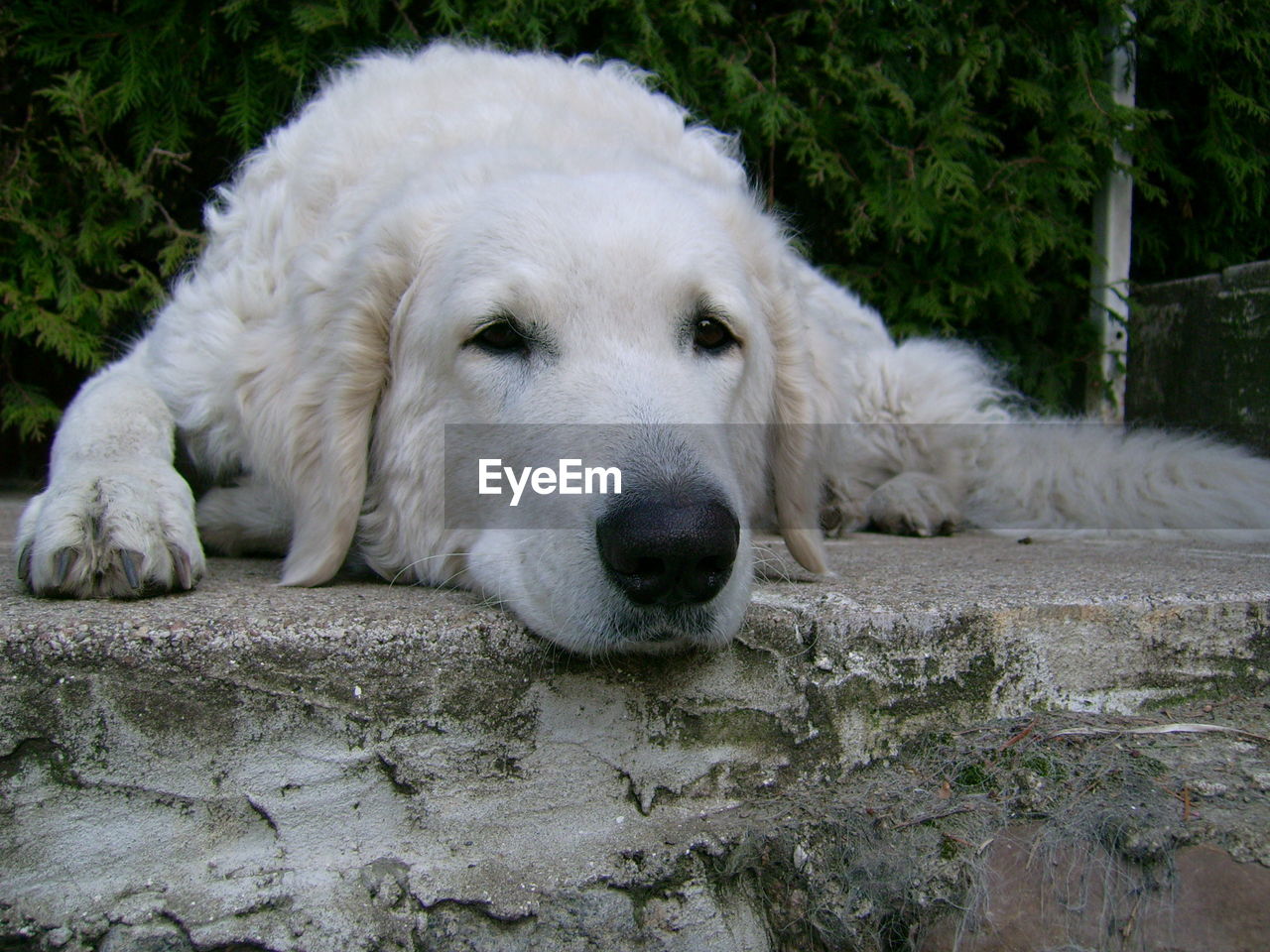 CLOSE-UP PORTRAIT OF A WHITE DOG