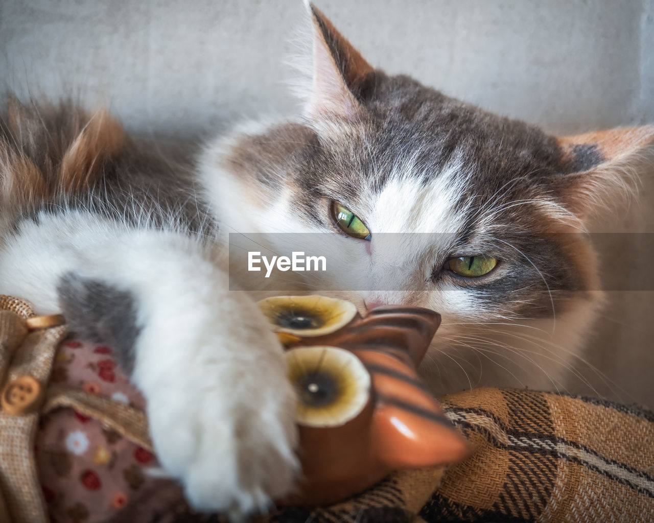 Fluffy tortie cat lies on the table. nearby is a nesting place with painted eggs painted for easter