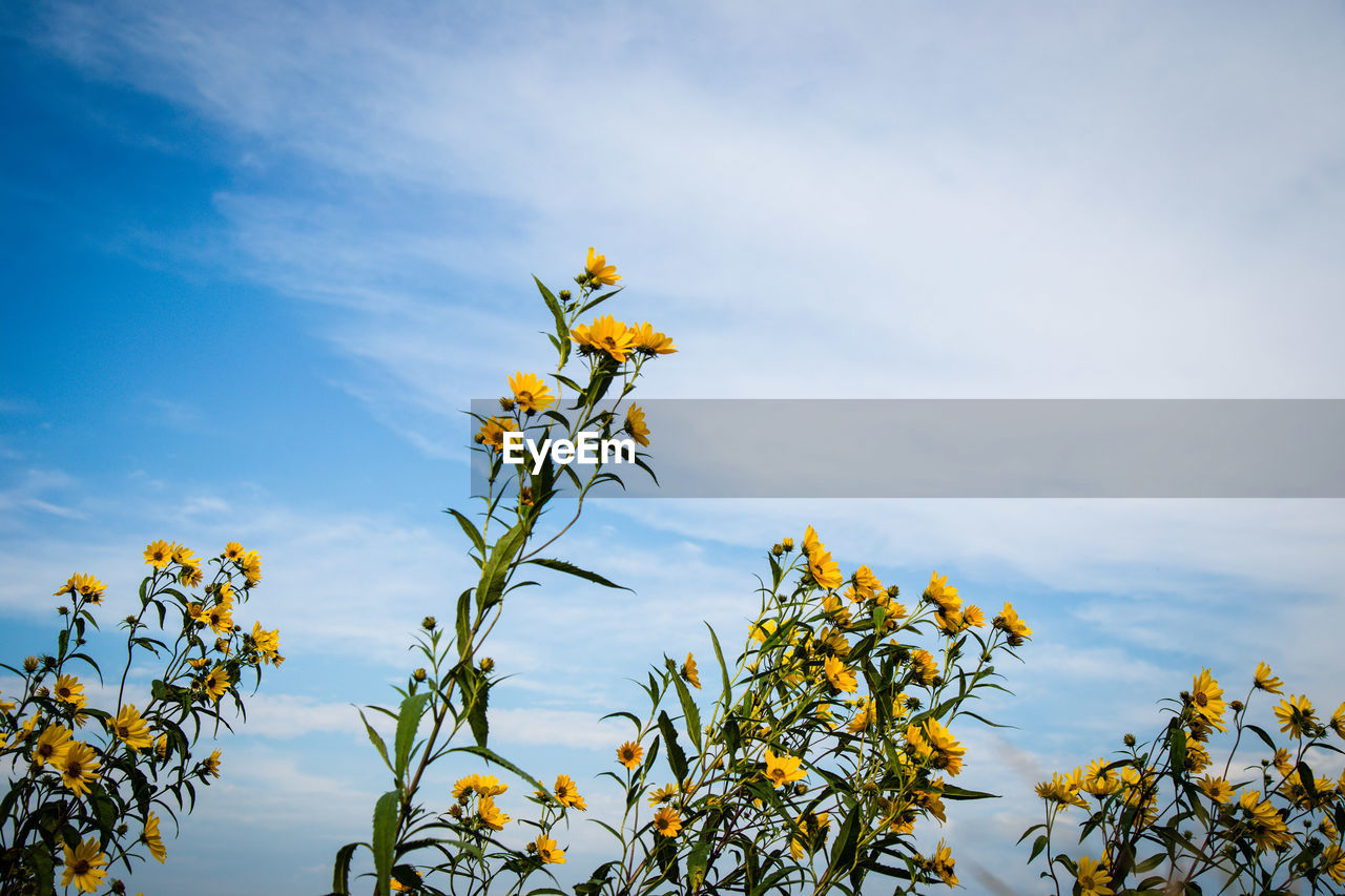 Yellow flowers blooming outdoors against cloudy sky