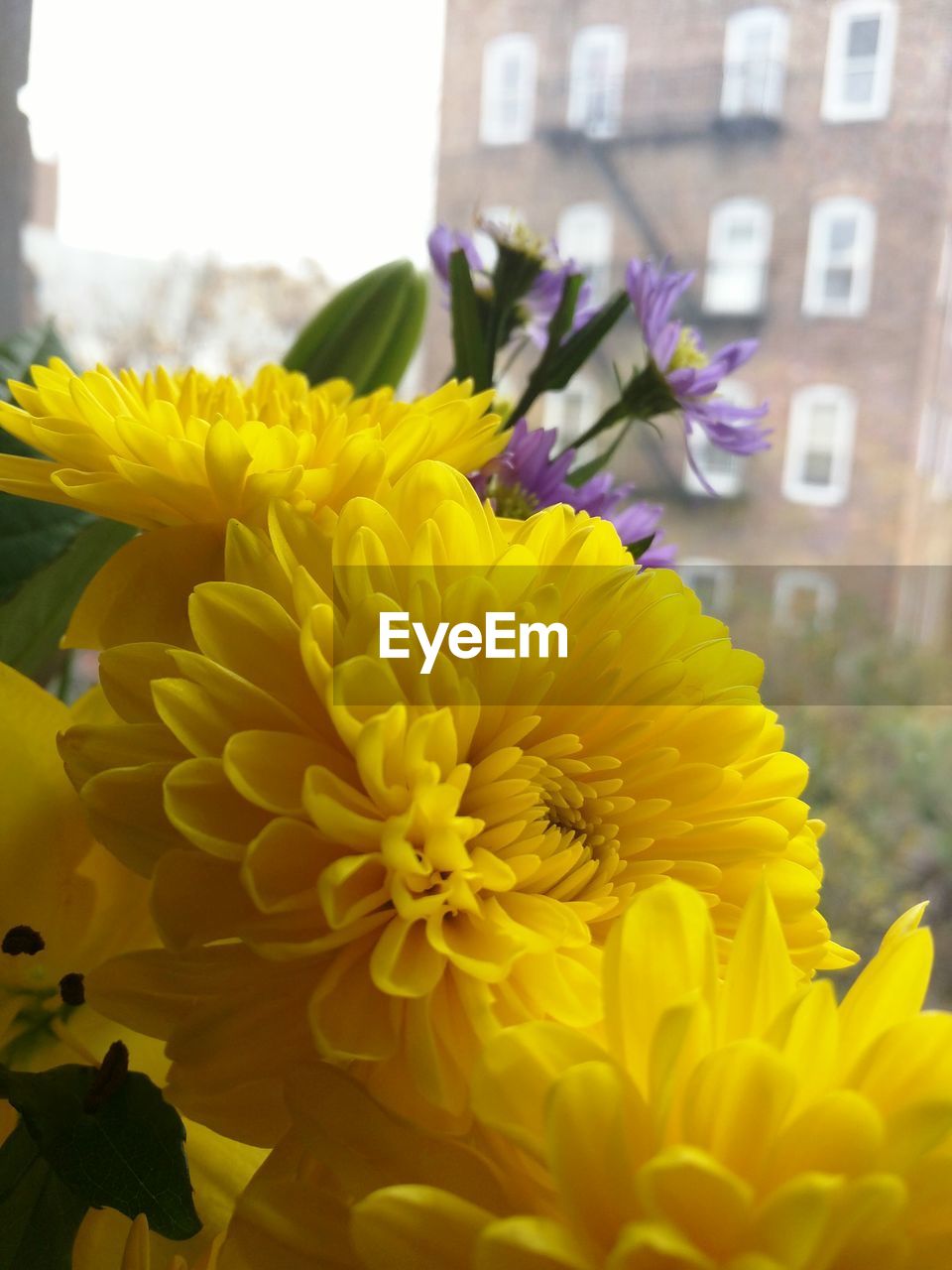 CLOSE-UP OF YELLOW FLOWERS BLOOMING