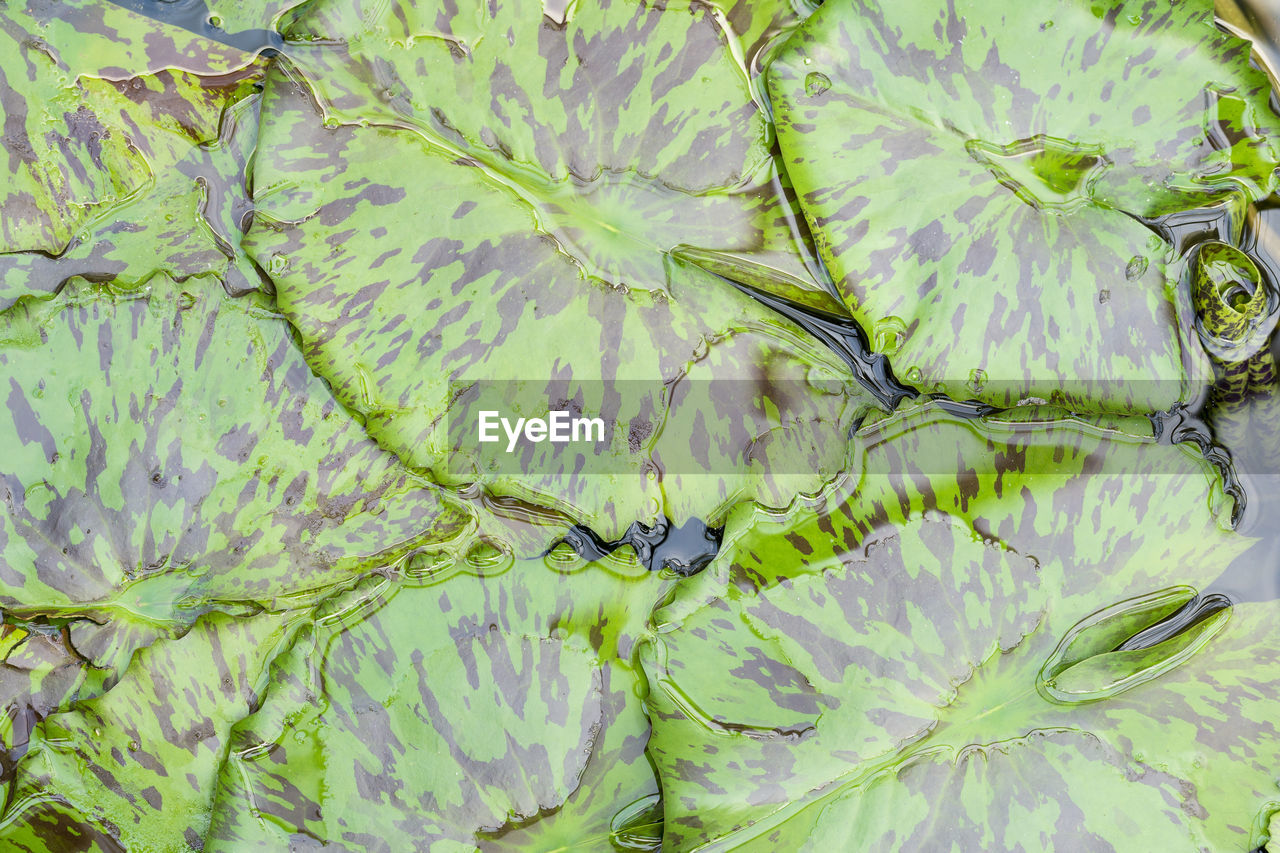 HIGH ANGLE VIEW OF FRESH GREEN LEAF