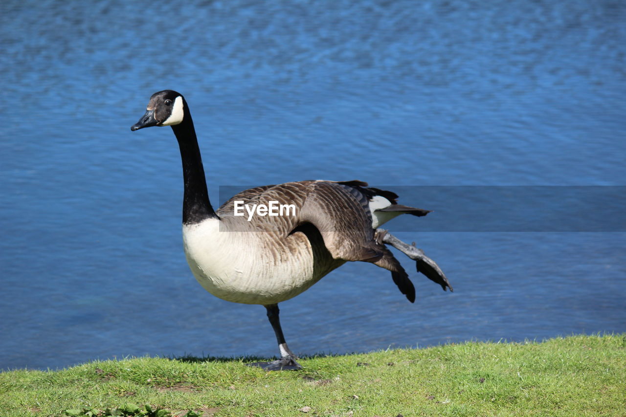 Close-up of goose at lakeshore