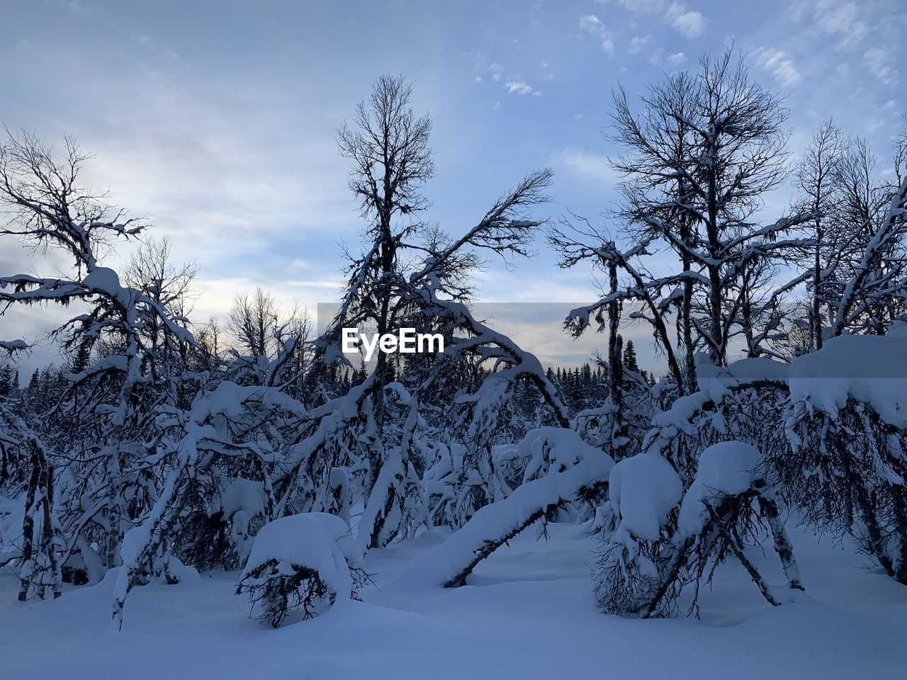 SNOW COVERED TREE AGAINST SKY