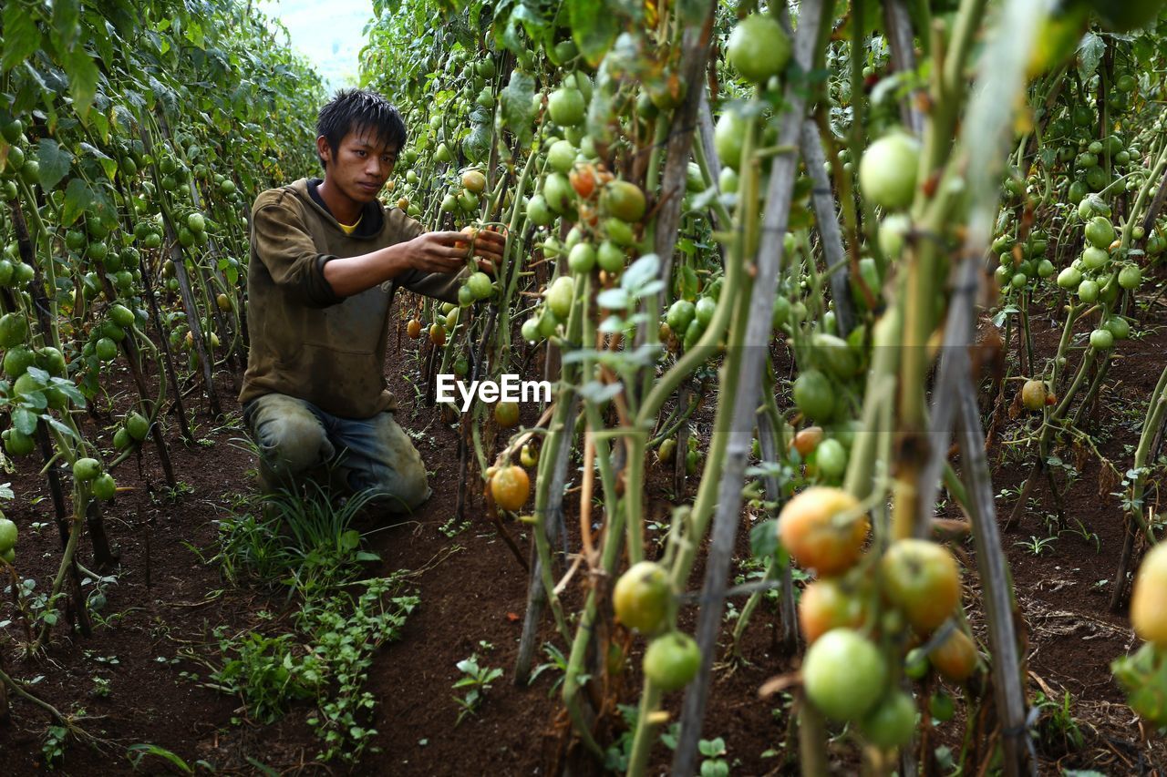 Farmer harvesting on tomato field