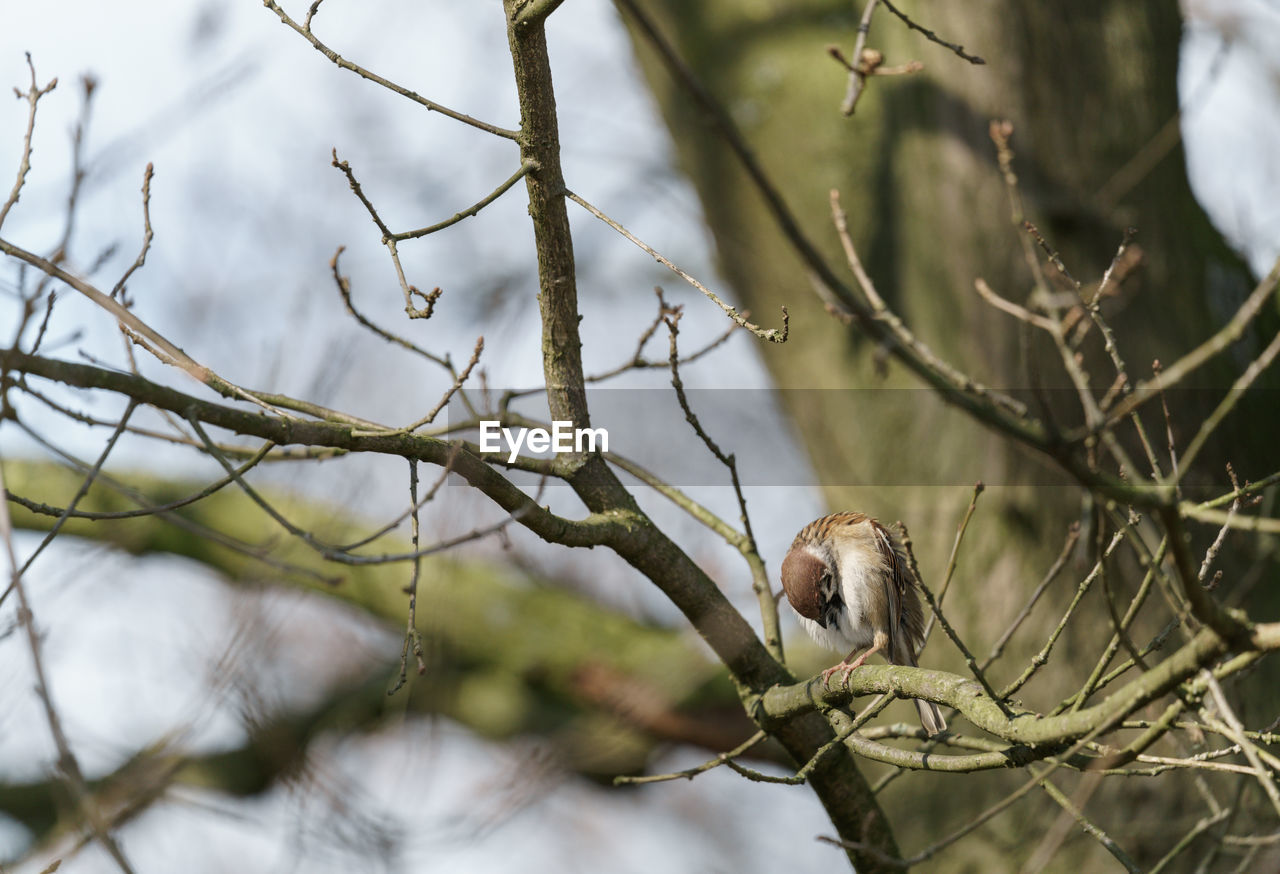 animal wildlife, animal, tree, animal themes, branch, wildlife, bird, plant, nature, twig, one animal, spring, winter, perching, no people, outdoors, beauty in nature, flower, bare tree, focus on foreground, mammal, wilderness, environment, tourism