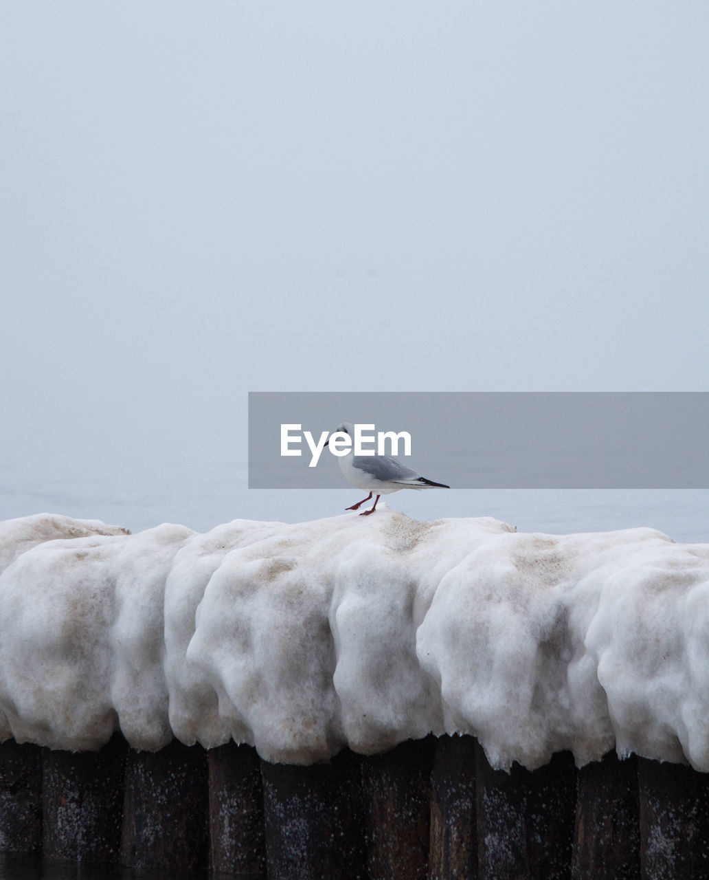 Seagull perching on snow against sky