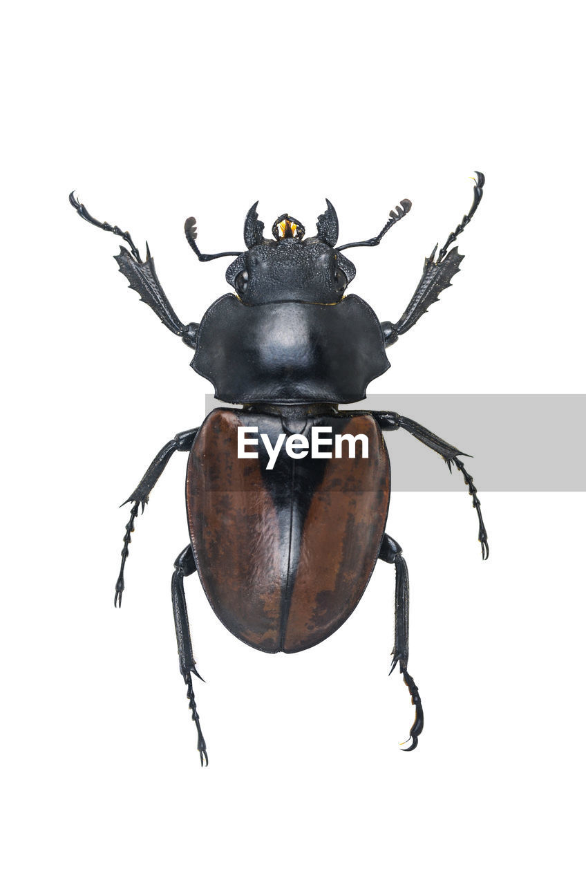 Close-up of beetle on white background