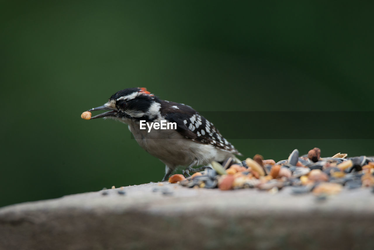 Close-up of woodpecker eating seeds