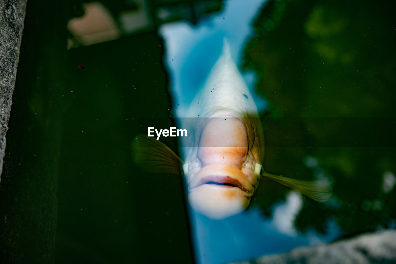 Close-up of fish swimming in sea