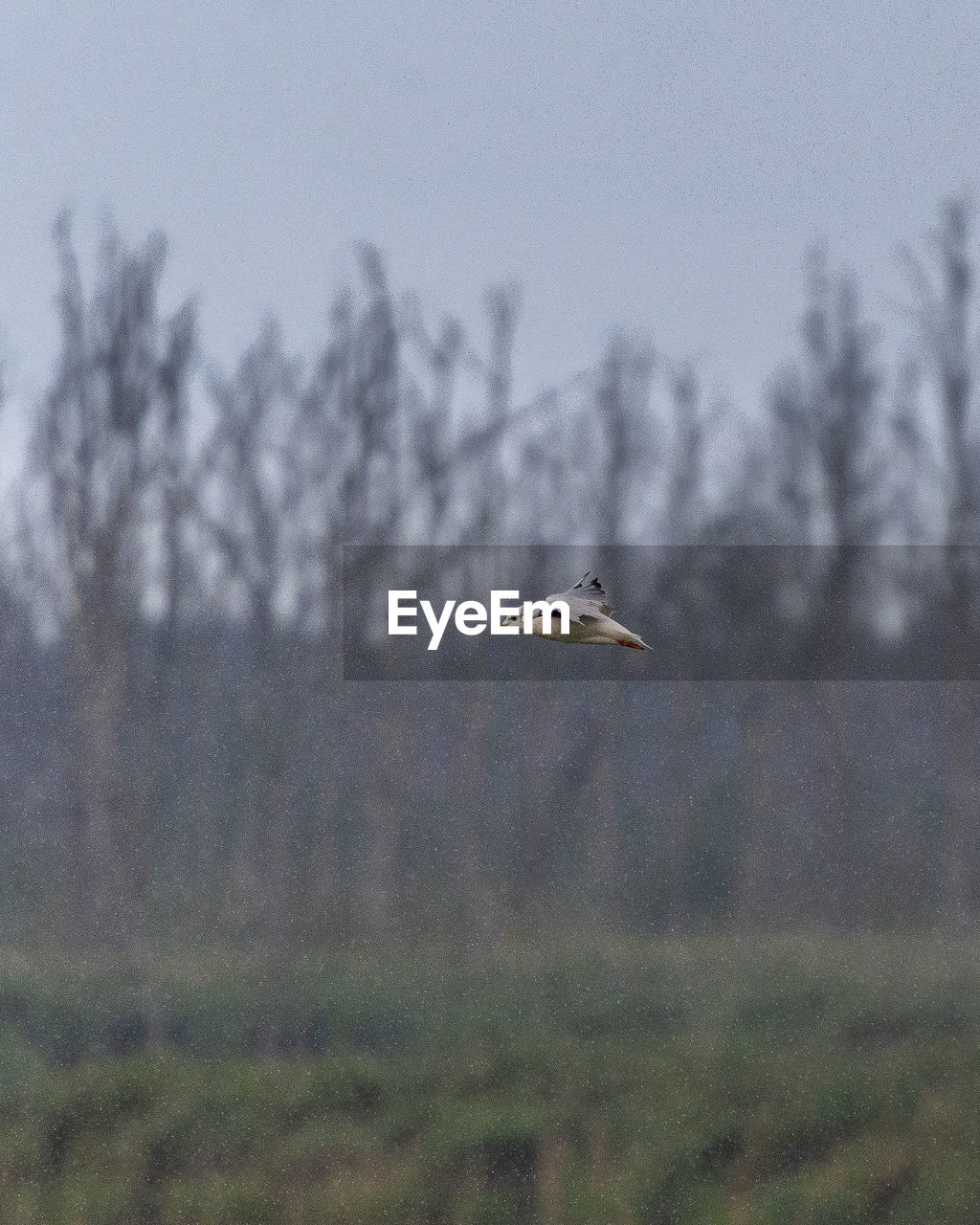 BIRD FLYING OVER THE SKY