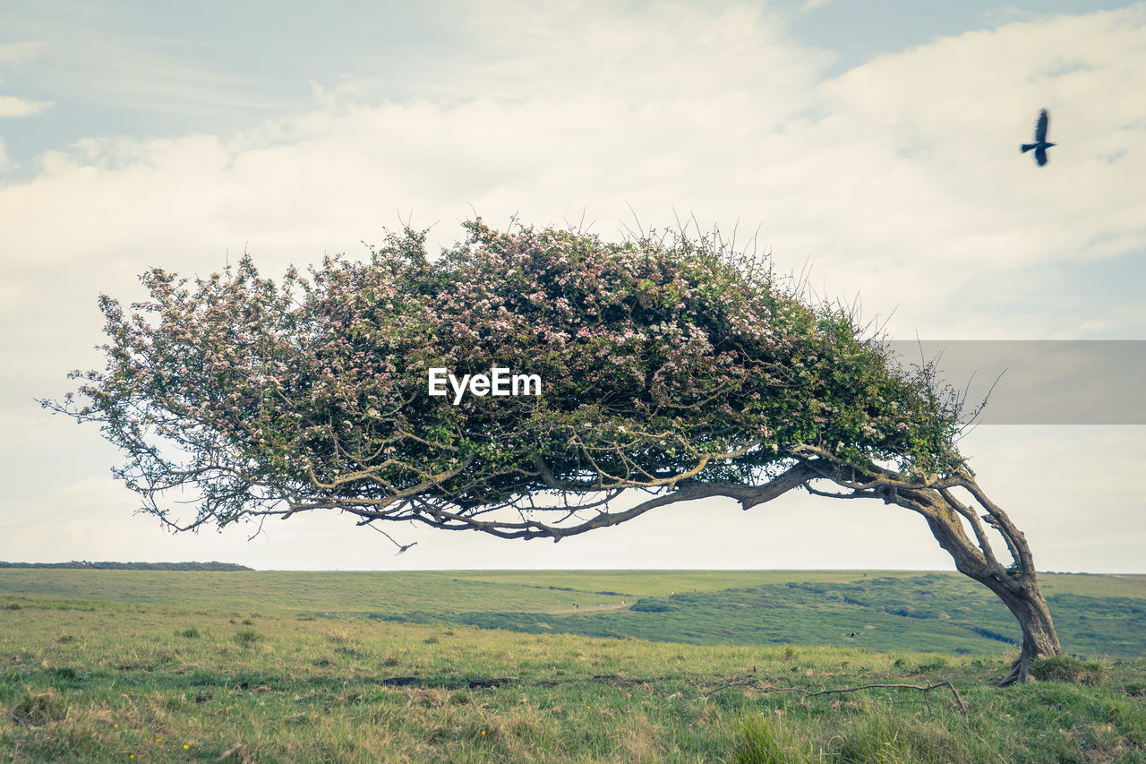 A tree heavily bent over like it is perpetually in a storm 