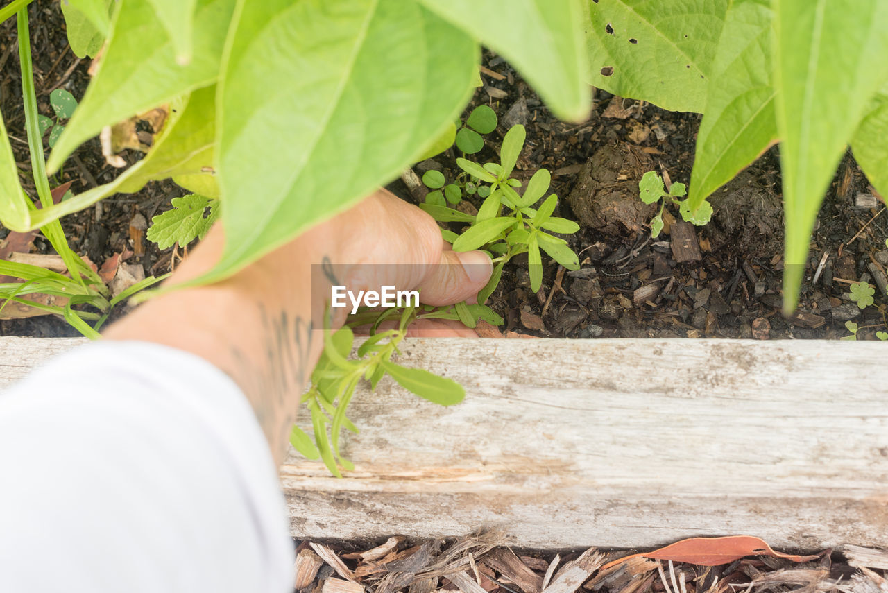 Cropped hand plucking plant from soil on field