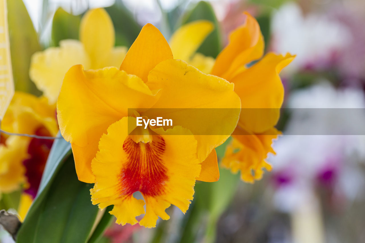 CLOSE-UP OF YELLOW FLOWERING PLANT