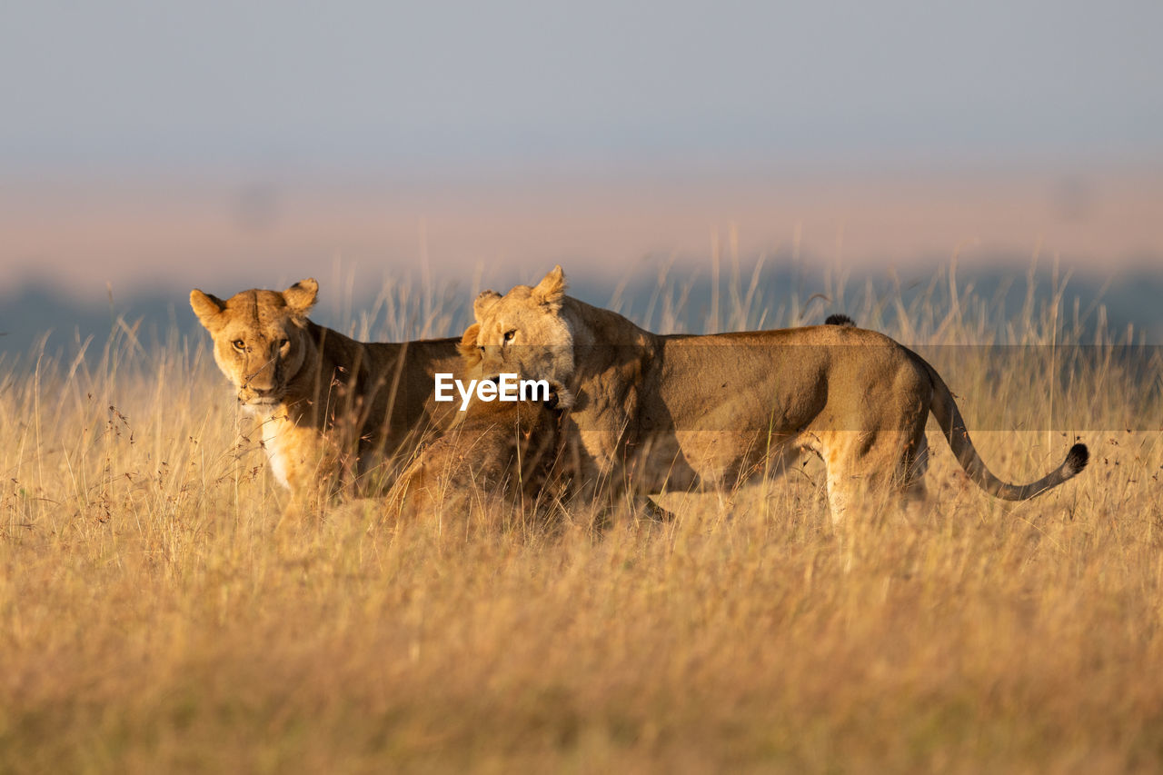 One lioness bites another while third watches