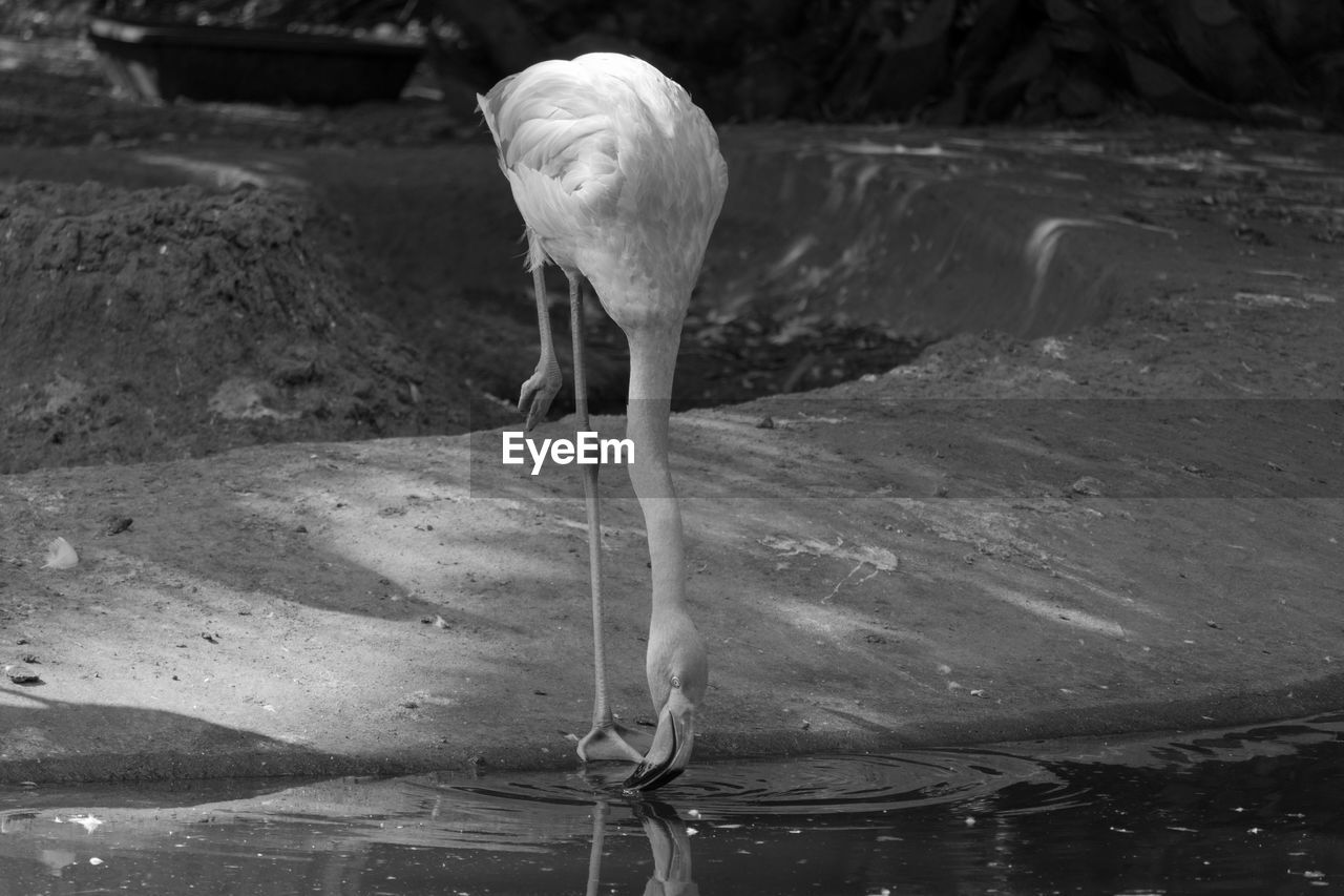 Close-up of a flamingo drinking water