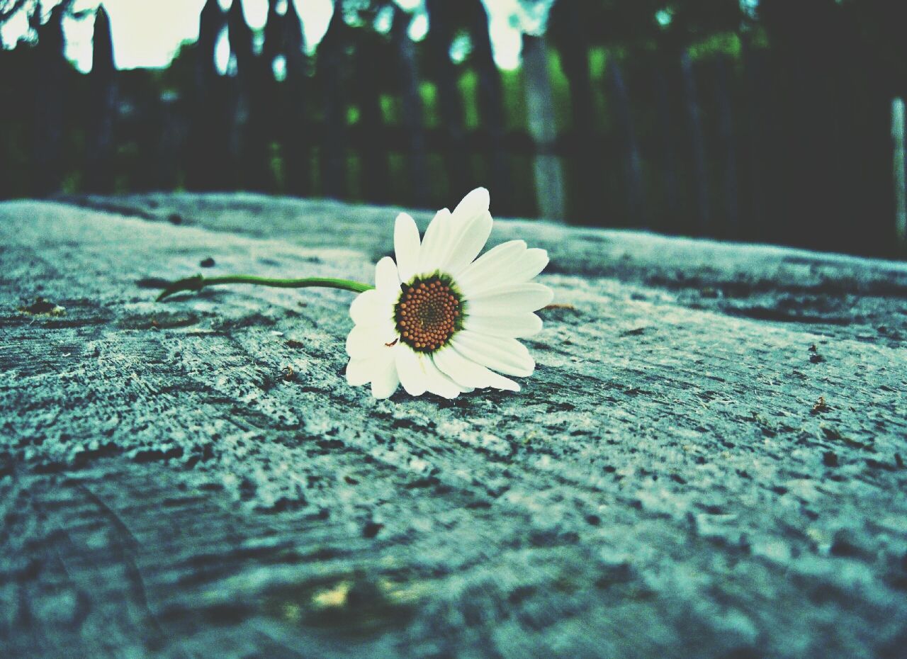 Daisy flower lying on concrete wall