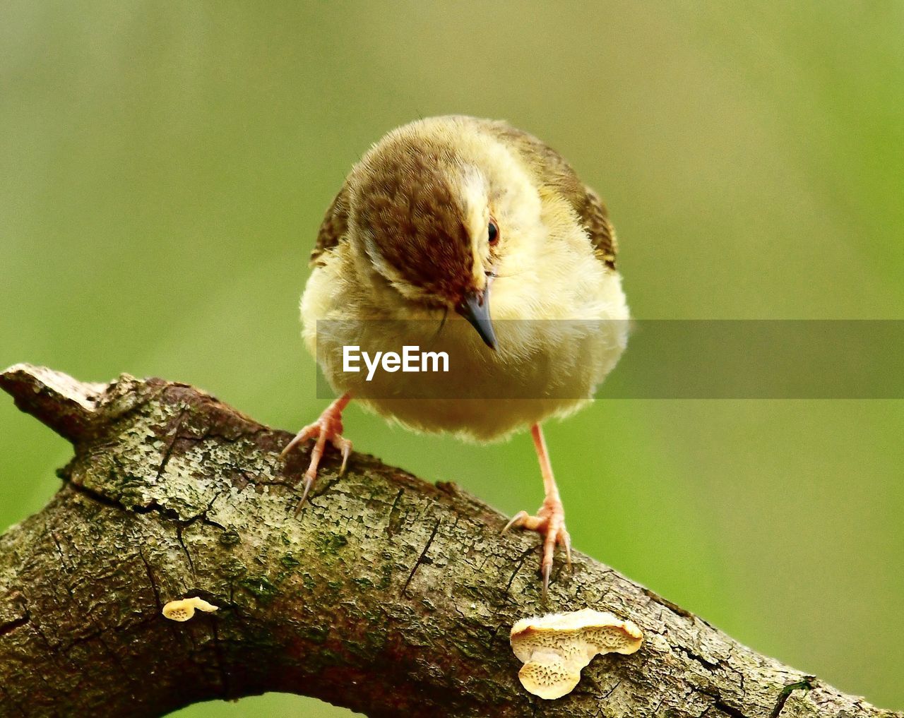 CLOSE-UP OF A BIRD PERCHING ON A TREE