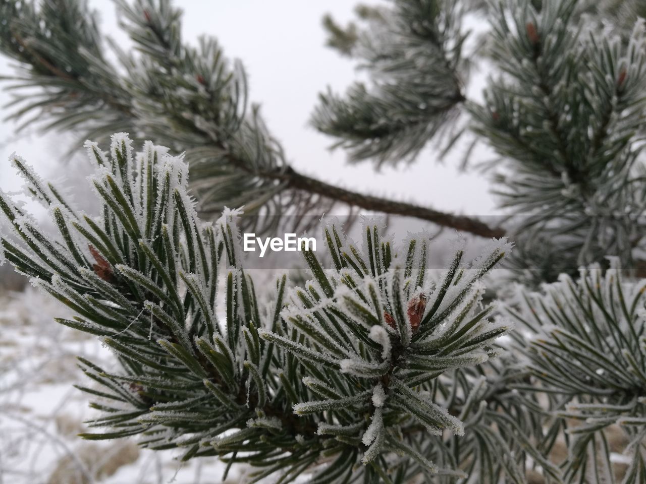 CLOSE-UP OF CHRISTMAS TREE