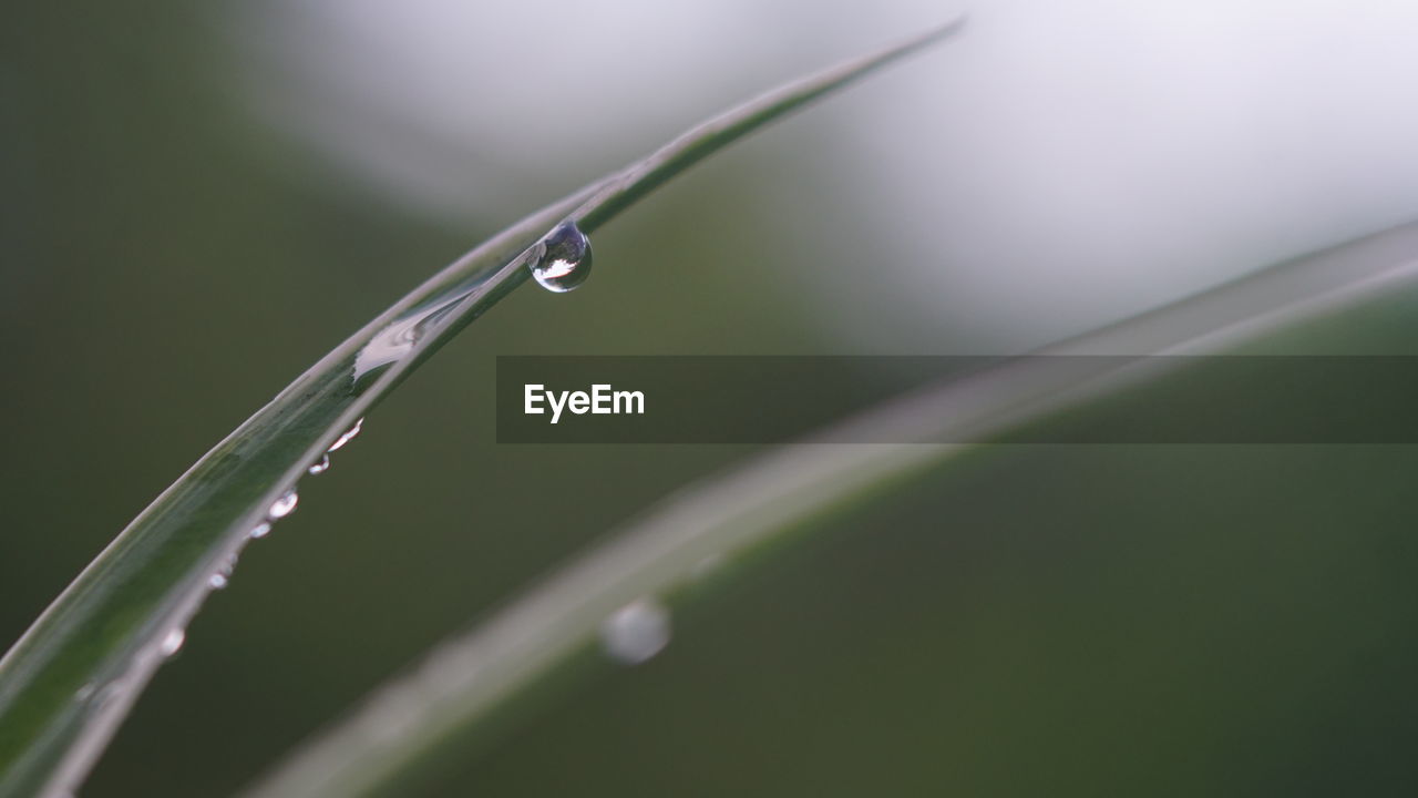 drop, moisture, water, green, wet, dew, close-up, macro photography, nature, plant, no people, blade of grass, grass, leaf, beauty in nature, focus on foreground, purity, selective focus, plant stem, plant part, freshness, rain, growth, outdoors, day, fragility, environment, tranquility, flower