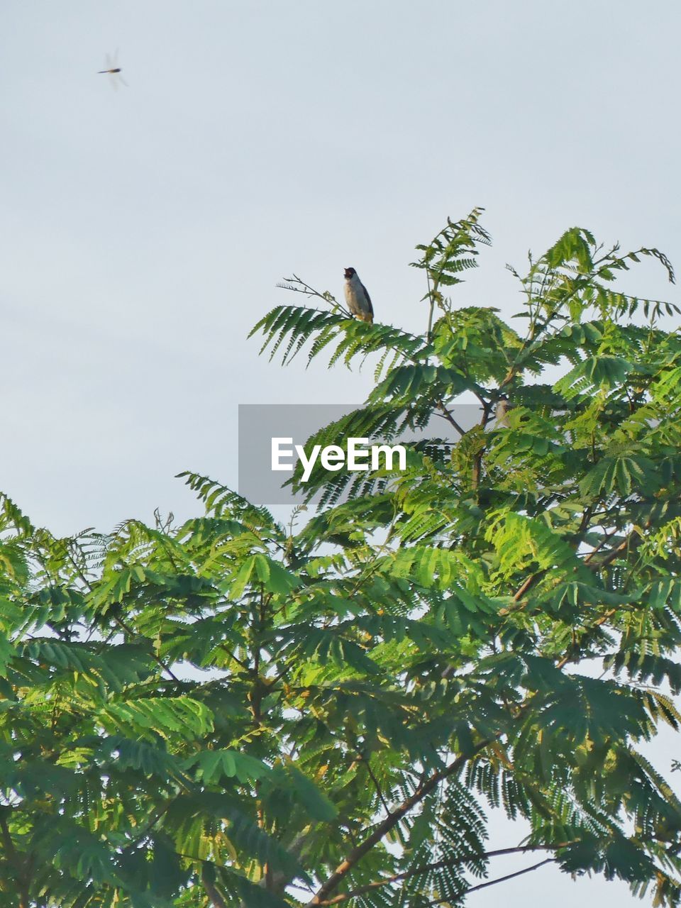 LOW ANGLE VIEW OF BIRDS PERCHING ON TREE AGAINST SKY