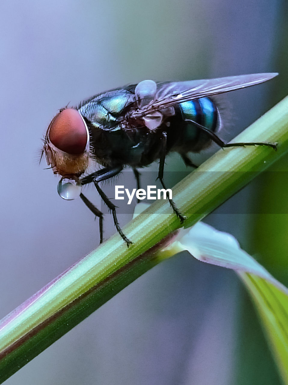 Close shot of house fly using diy macro clips lens attached to the smartphone. 