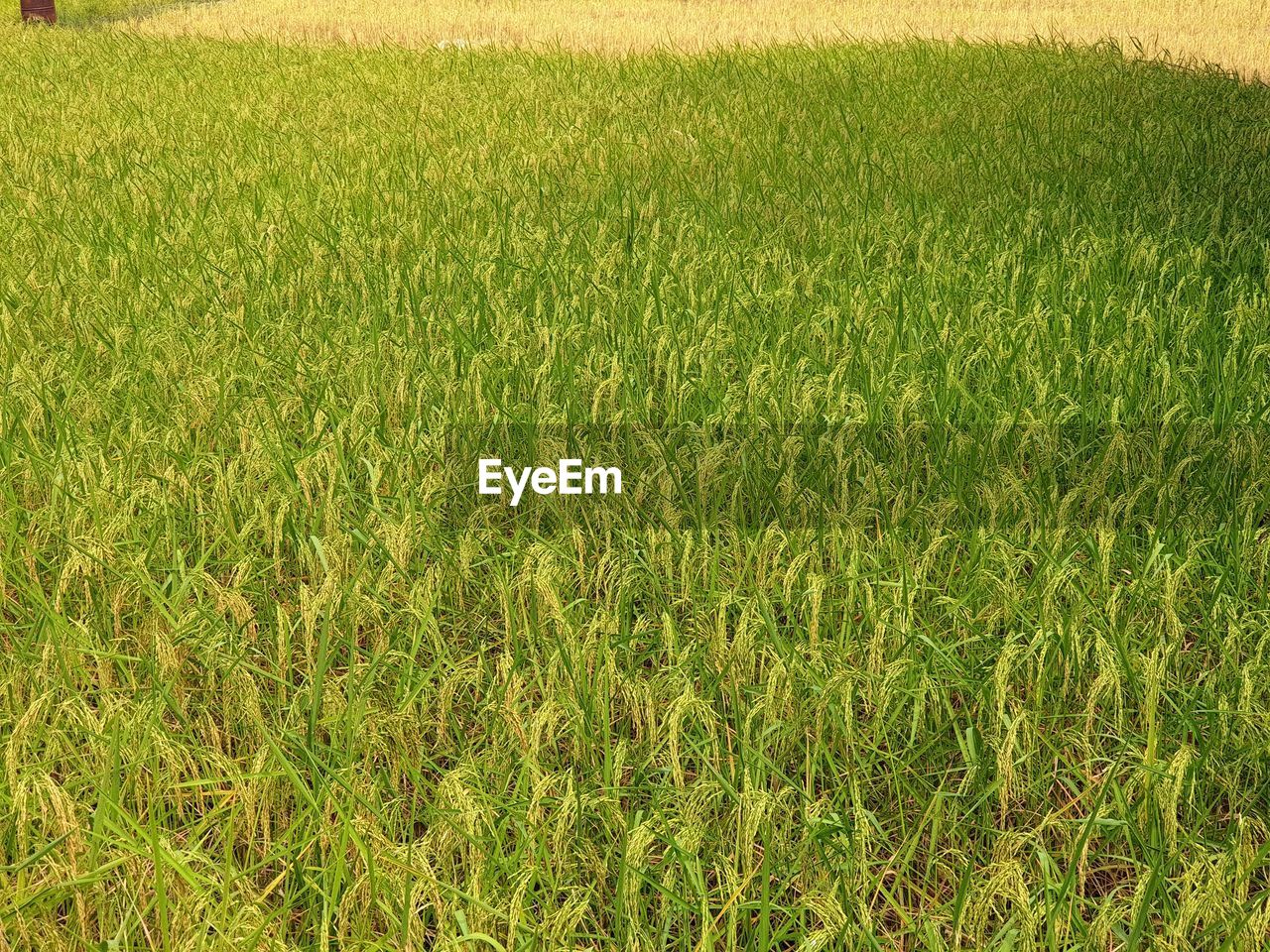 FULL FRAME SHOT OF RICE FIELD