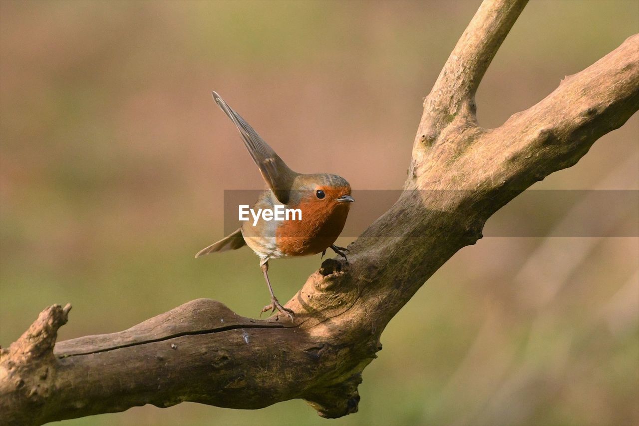 BIRD PERCHING ON TWIG