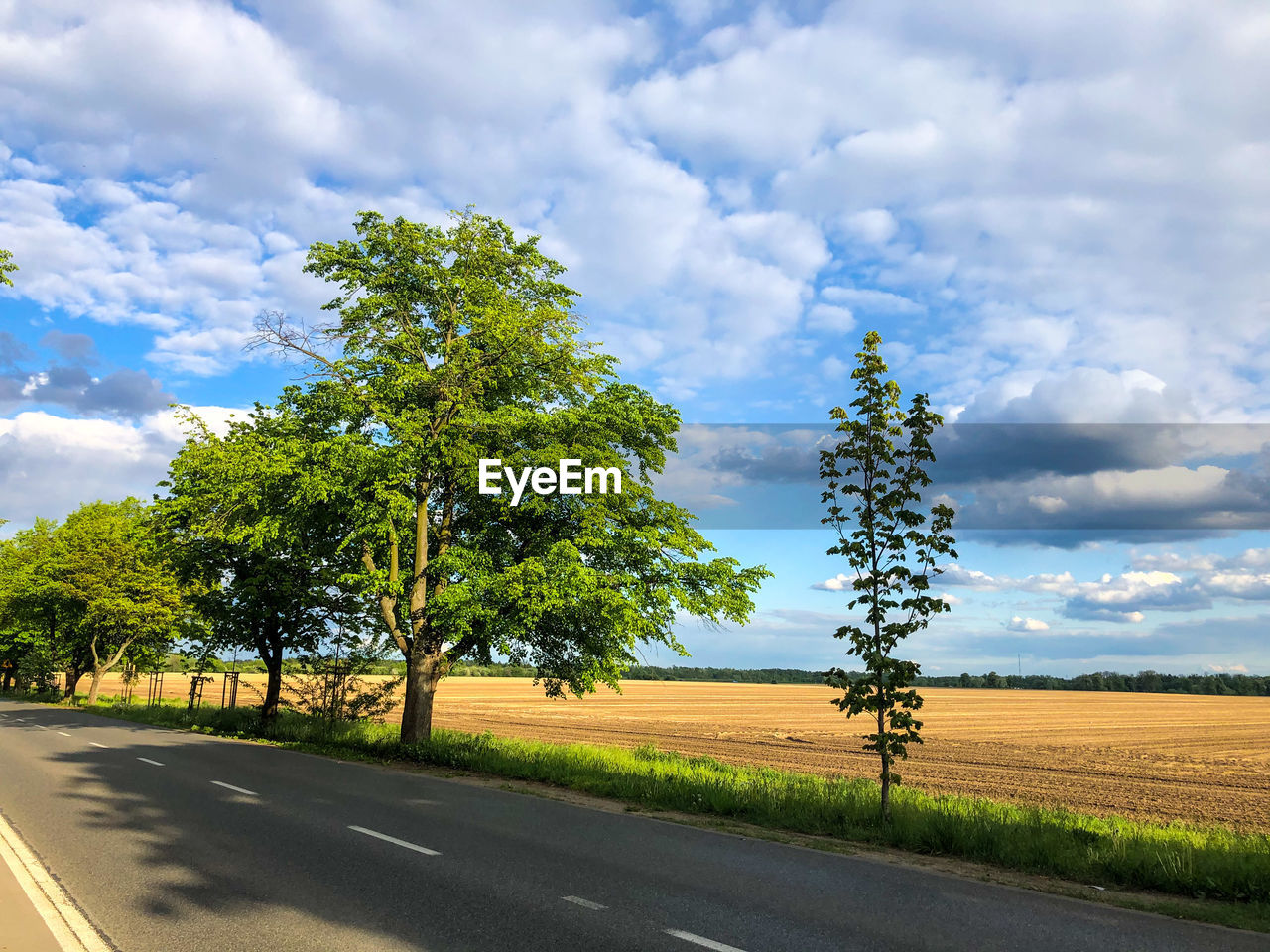 Trees on field by road against sky