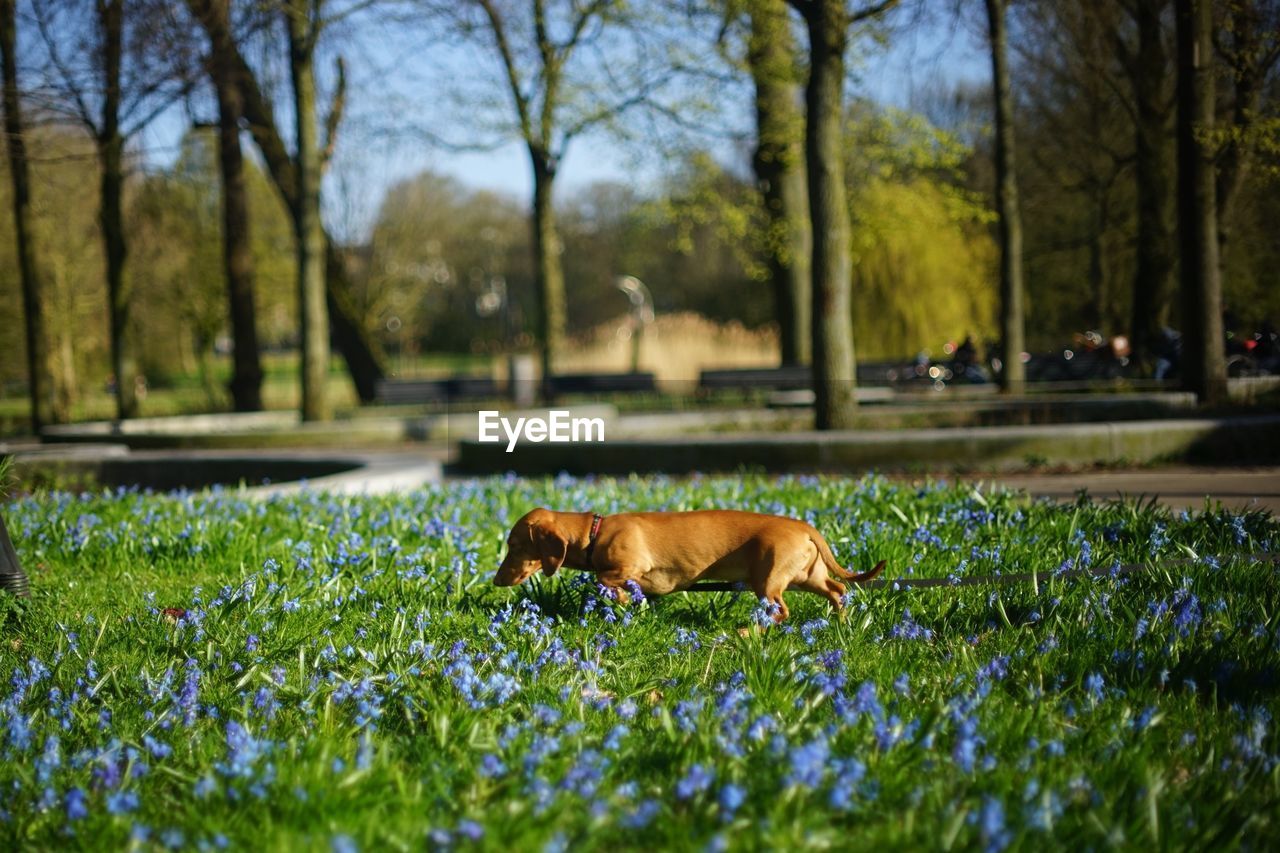 View of a dog on field