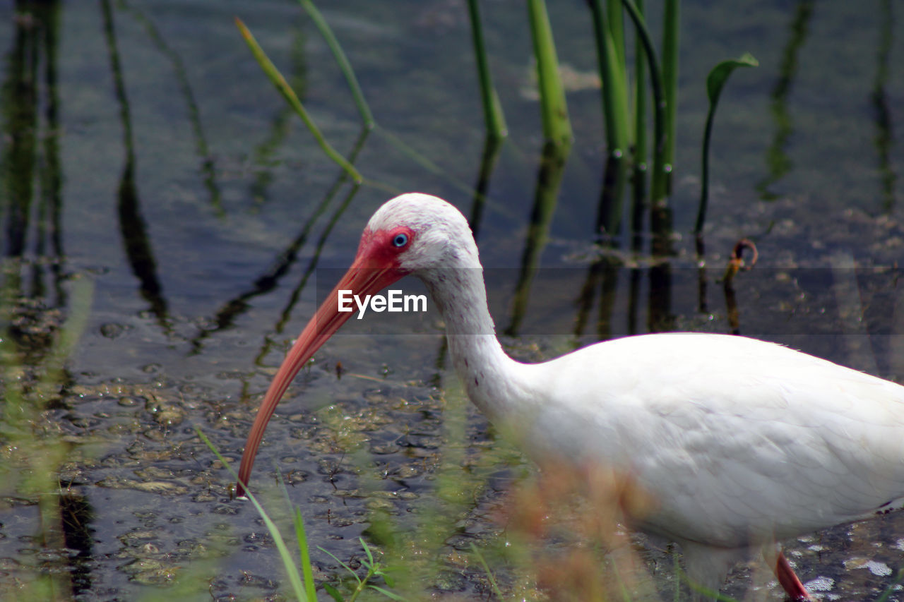 Close-up of ibis in lake