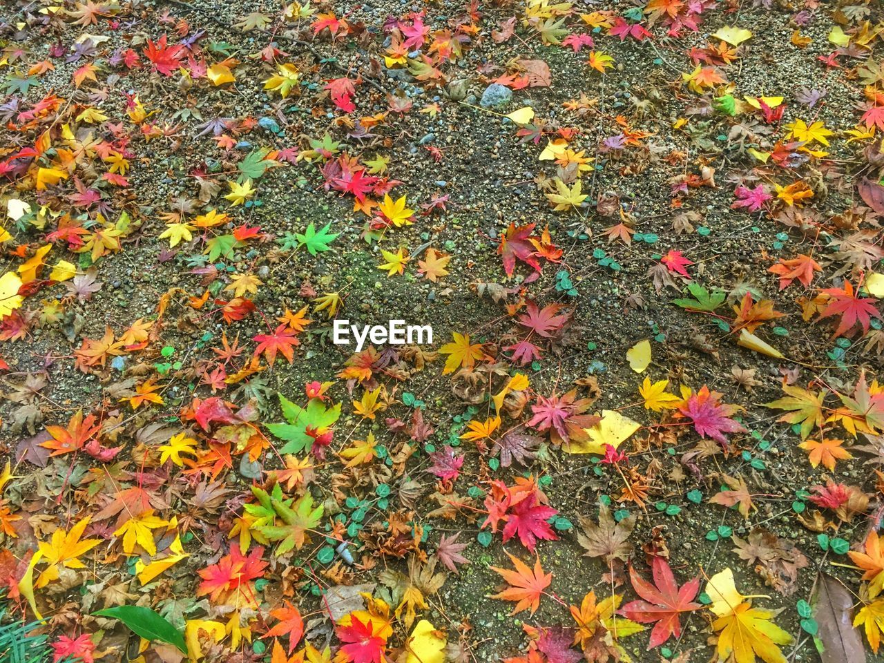 High angle view of fallen autumn leaves on field